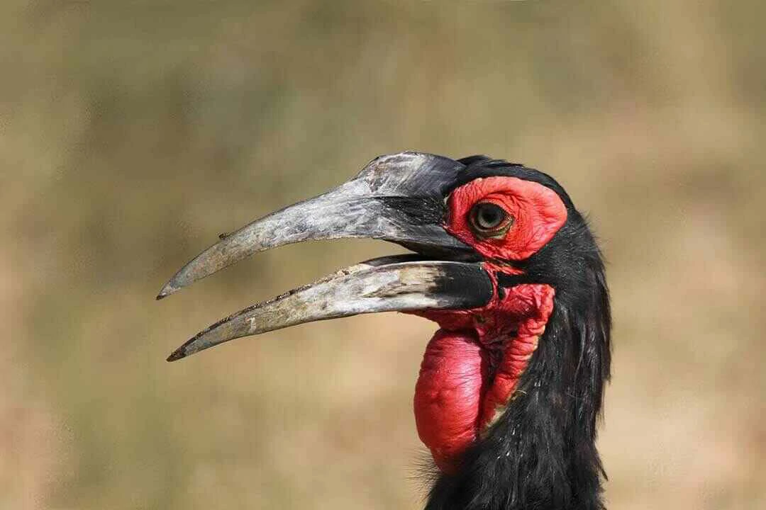 Ground Hornbill